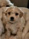 Havanese Puppies for sale in Torrington, CT, USA. price: $1,200