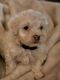 Havanese Puppies for sale in Torrington, CT, USA. price: NA