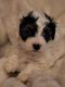 Havanese Puppies for sale in Torrington, CT, USA. price: $1,200