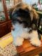 Havanese Puppies for sale in Coeur d'Alene, ID, USA. price: $140,000