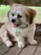 Havanese Puppies for sale in Robesonia, PA 19551, USA. price: $600
