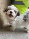 Havanese Puppies for sale in Cedar City, UT 84721, USA. price: $1,500