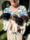 Havanese Puppies for sale in Hurst, TX, USA. price: NA
