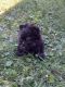 Havanese Puppies for sale in Massillon, OH, USA. price: NA