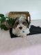 Havanese Puppies for sale in Baltic, OH 43804, USA. price: NA