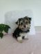 Havanese Puppies for sale in Baltic, OH 43804, USA. price: NA