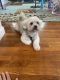 Havanese Puppies for sale in Scotch Plains, NJ 07076, USA. price: $1,000