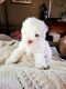 Havanese Puppies for sale in Brooklyn, MI 49230, USA. price: $1,000