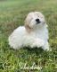 Havanese Puppies for sale in Columbus, OH, USA. price: $1,500