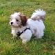 Havanese Puppies for sale in SC-544, Myrtle Beach, SC, USA. price: $260