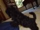 Havanese Puppies for sale in Gig Harbor, WA, USA. price: $500
