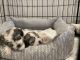 Havanese Puppies for sale in South Hackensack, NJ, USA. price: $2,700