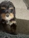 Havanese Puppies for sale in Ocala, FL, USA. price: NA