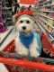 Havanese Puppies for sale in Duluth, GA 30097, USA. price: $1,500