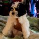 Havanese Puppies for sale in Southchase, FL 32824, USA. price: $900
