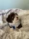 Havanese Puppies for sale in Orlando, FL, USA. price: $2,500