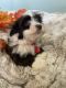 Havanese Puppies for sale in Orlando, FL, USA. price: $2,500