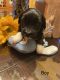 Havanese Puppies for sale in New York, NY, USA. price: $2,500