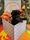 Havanese Puppies for sale in Phoenix, AZ 85024, USA. price: $1,500