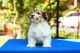 Havanese Puppies for sale in Kent, WA, USA. price: $600