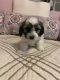 Havanese Puppies for sale in Queens, NY, USA. price: $3,000