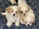 Havanese Puppies for sale in Frankfort, KY 40601, USA. price: NA