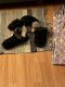 Havanese Puppies for sale in Denison, TX, USA. price: NA