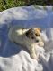 Havanese Puppies for sale in Denison, TX, USA. price: $1,500