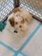 Havanese Puppies for sale in Estero, FL, USA. price: $975