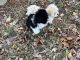 Havanese Puppies for sale in Trenton, KY 42286, USA. price: NA
