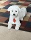 Havanese Puppies for sale in Dumfries, VA, USA. price: NA