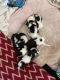 Havanese Puppies for sale in Miami Beach, FL, USA. price: NA