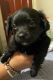 Havanese Puppies for sale in Watertown, MA 02472, USA. price: $1,200