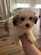 Havanese Puppies for sale in Howell Township, NJ 07731, USA. price: NA
