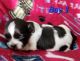 Havanese Puppies for sale in Bushnell, FL 33513, USA. price: $1,800
