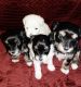 Havanese Puppies for sale in Parker, CO, USA. price: NA