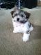 Havanese Puppies for sale in Brooklyn, NY, USA. price: NA