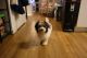 Havanese Puppies for sale in The Bronx, NY, USA. price: $2,000