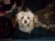Havanese Puppies for sale in 204 South St, Fort Bragg, CA 95437, USA. price: NA