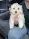 Havanese Puppies for sale in Belleville, AR 72824, USA. price: $1,000