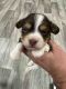 Havanese Puppies for sale in Murfreesboro, TN, USA. price: $2,000