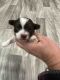 Havanese Puppies for sale in Murfreesboro, TN, USA. price: $2,200