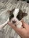 Havanese Puppies for sale in Murfreesboro, TN, USA. price: $2,000