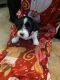 Havanese Puppies for sale in Palmyra, NJ, USA. price: NA