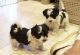 Havanese Puppies for sale in Florida's Turnpike, Orlando, FL, USA. price: NA