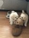 Havanese Puppies for sale in Pasco, WA 99301, USA. price: NA