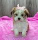 Havanese Puppies for sale in 10118 Avenue J, Brooklyn, NY 11236, USA. price: $750
