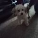 Havanese Puppies for sale in Henderson, NV, USA. price: NA