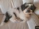 Havanese Puppies for sale in Hollywood, FL 33019, USA. price: NA