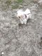 Havanese Puppies for sale in Fuquay-Varina, NC, USA. price: NA
